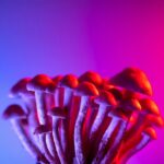 psychedelic seo