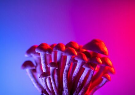 psychedelic seo