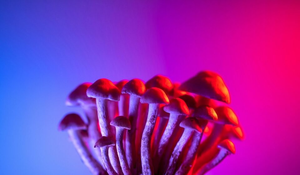 psychedelic seo